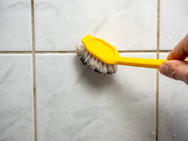 Santa Paula, CA Mold Remediation Company